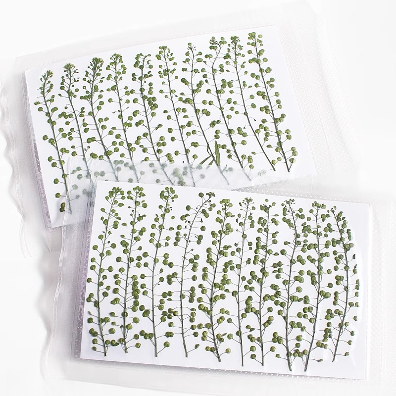 Natural Color Green Bell Grass - Resin Craft Ideas ulasan dan harga