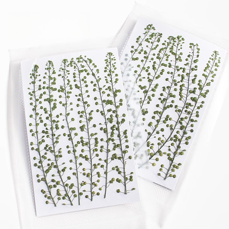 Natural Color Green Bell Grass - Resin Craft Ideas ulasan dan harga