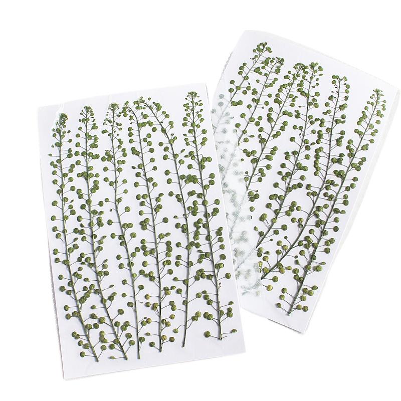 Natural Color Green Bell Grass - Resin Craft Ideas ulasan dan harga