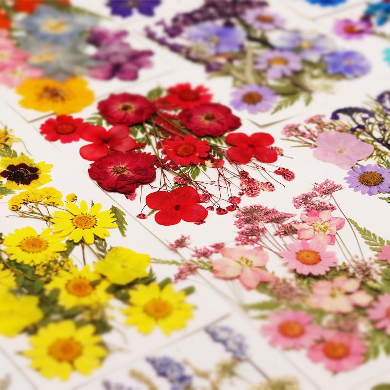 Real Natural Pressed Dried Pla - Resin Craft Ideas ulasan dan harga