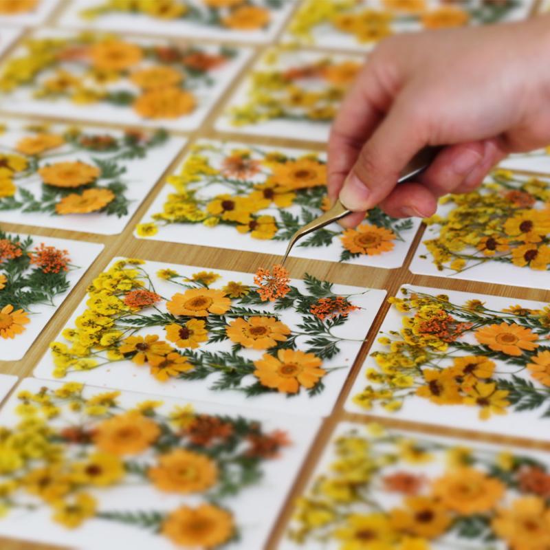 Real Natural Pressed Dried Pla - Resin Craft Ideas ulasan dan harga