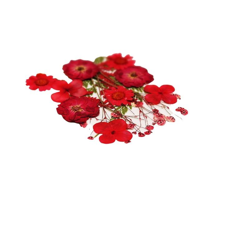 Real Natural Pressed Dried Pla - Resin Craft Ideas ulasan dan harga