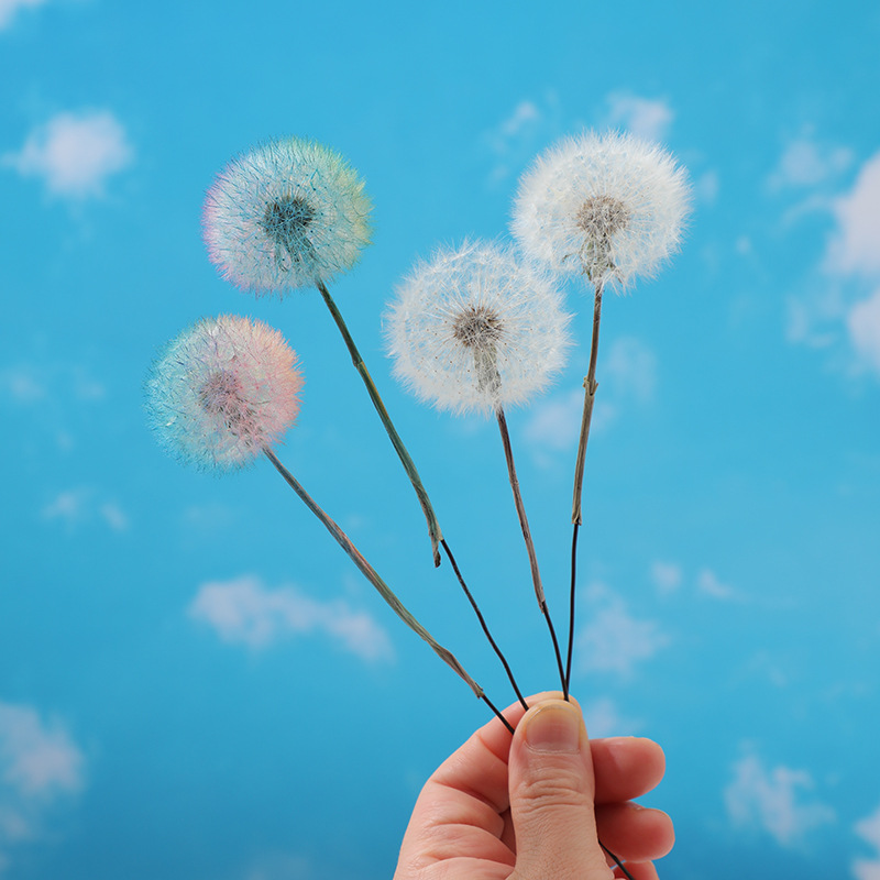 Preserved Dandelion DIY Epoxy  - Resin Crafts Diy ulasan dan harga