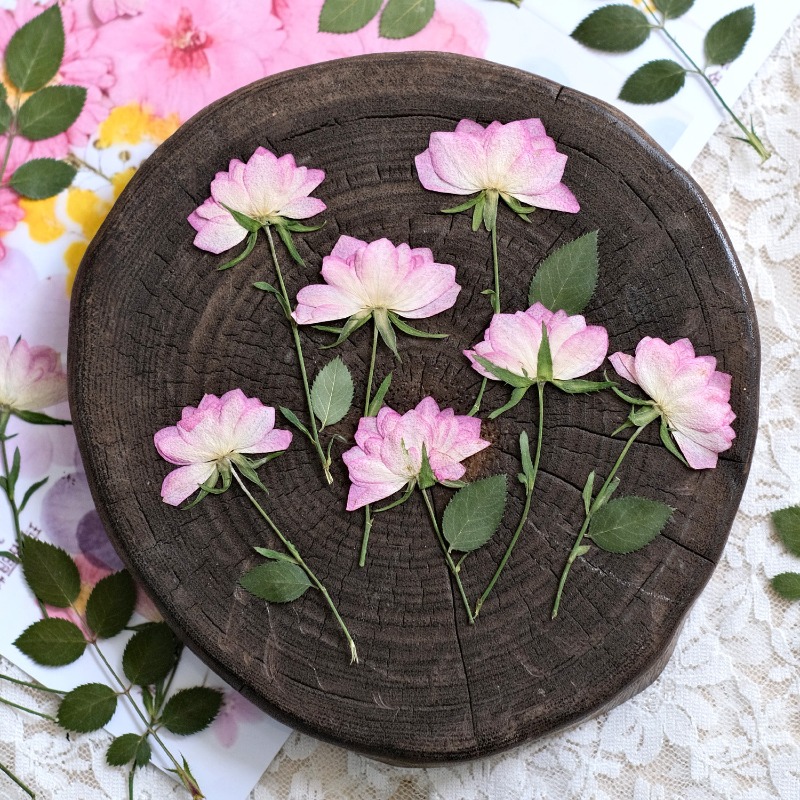 12pcs,Real Dried Pressed Flowe - Resin Craft Ideas ulasan dan harga
