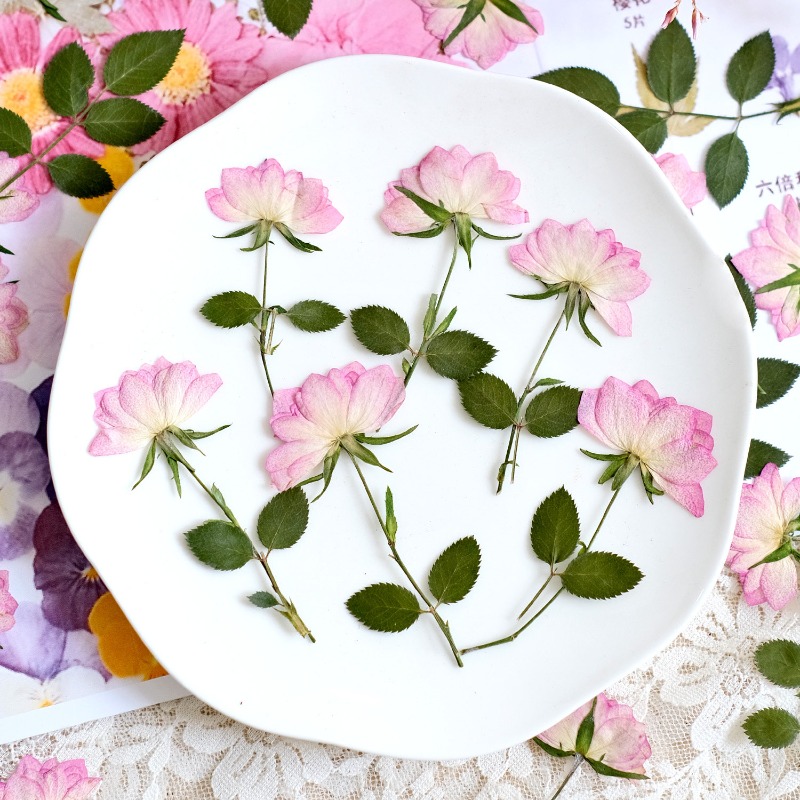 12pcs,Real Dried Pressed Flowe - Resin Craft Ideas ulasan dan harga